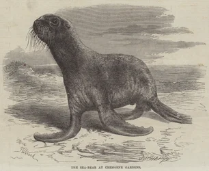 Der Seebär in den Cremorne Gardens